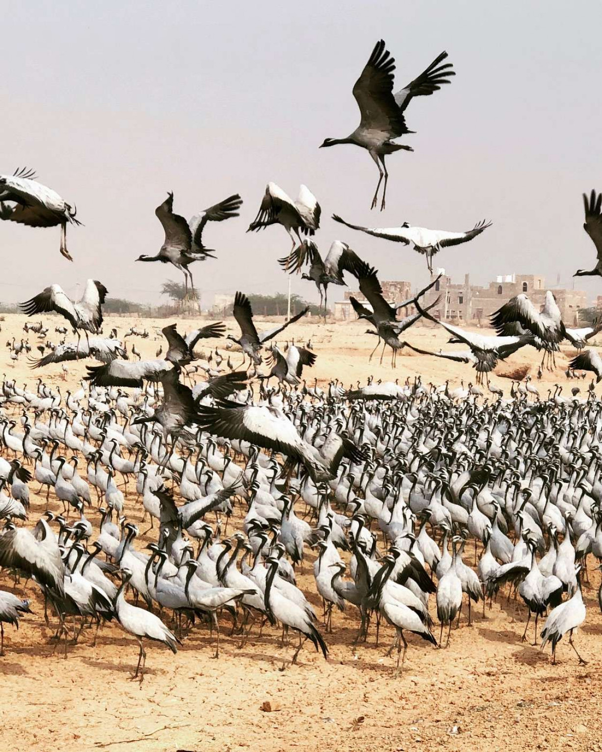 see the Demoiselle cranes having breakfast in the Chugga Ghar in Kheechan